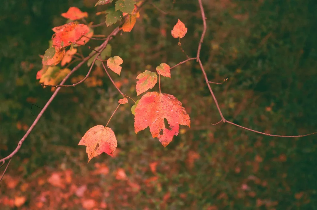 Fall foliage