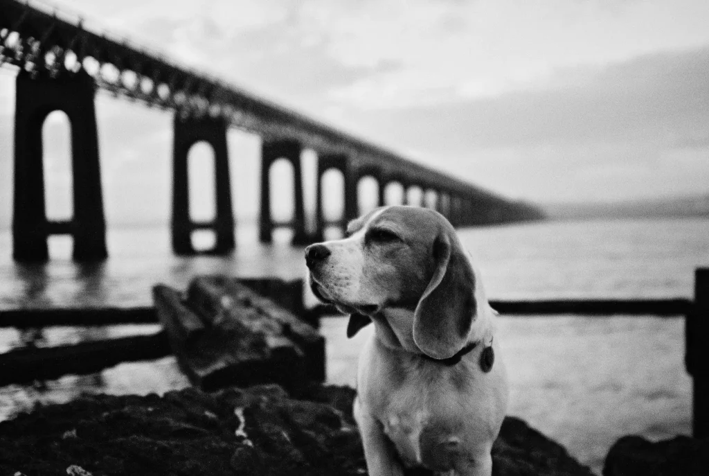 Sittin on the dock of the bay