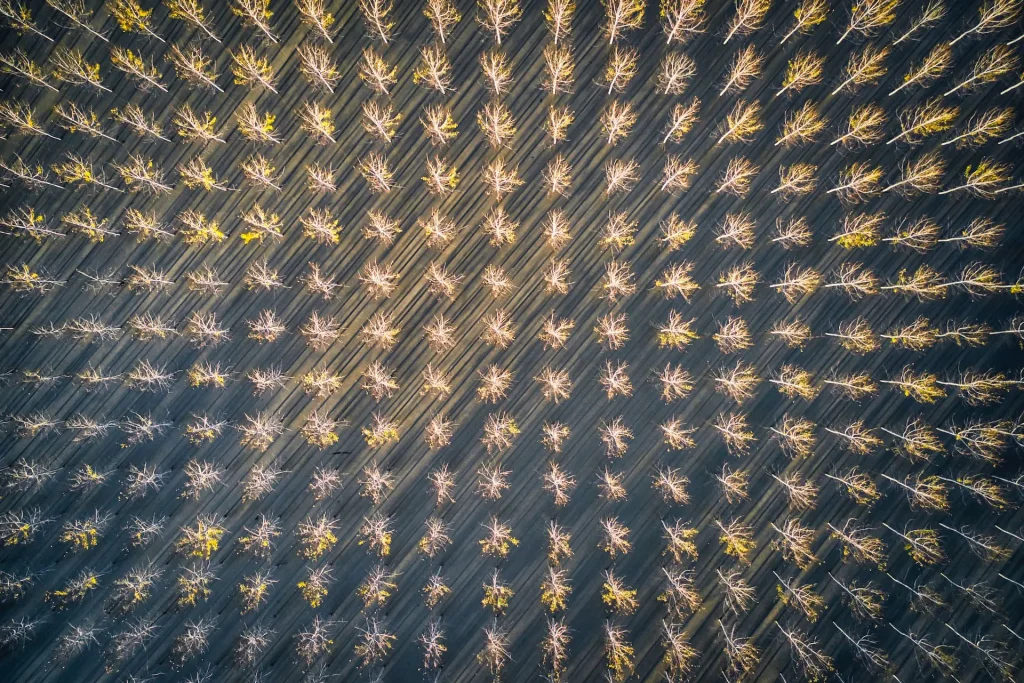 Flooded poplar trees plantation in late Autumn, with radiant light