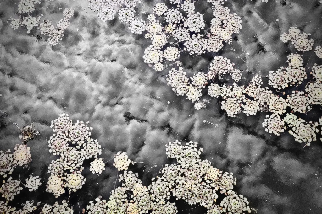 Clouds reflecting in water and water chestnuts