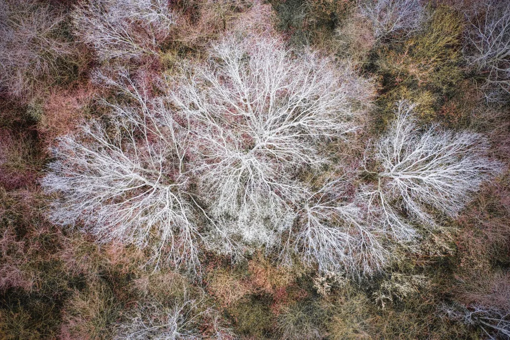 Late winter of still dormant trees above a bed of shrubs that are already showing some colored leaves