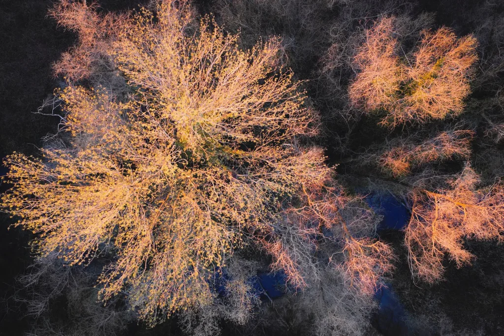 End of winter, sprouting tree hit by wamr sunset light