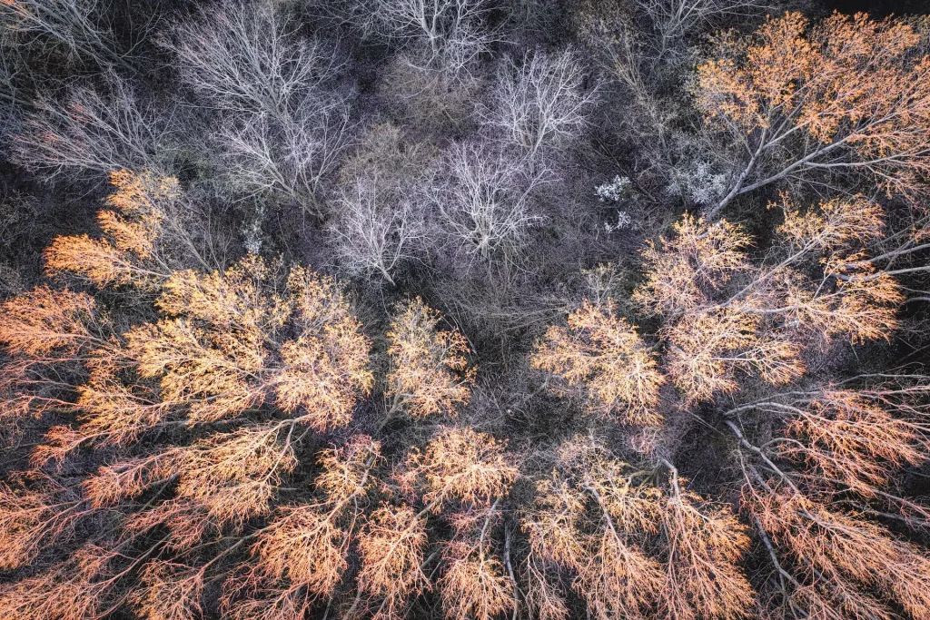 Poplar trees in springtime, already putting out new yellowish/reddish leaves, in sunsetting light, and other shorter trees still dormant