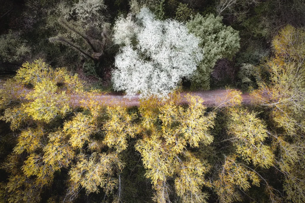 Poplars trees and blackthorn in full bloom