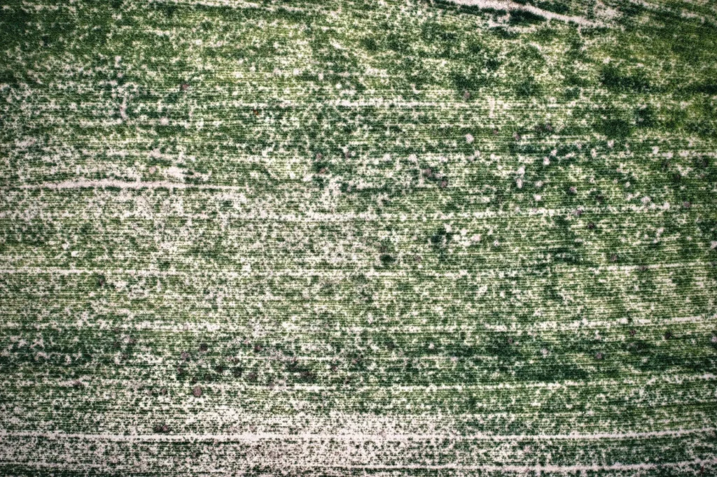 Recently sown field. Two pheasants are in the image: one in the lower right corner and the other one in the upper middle left