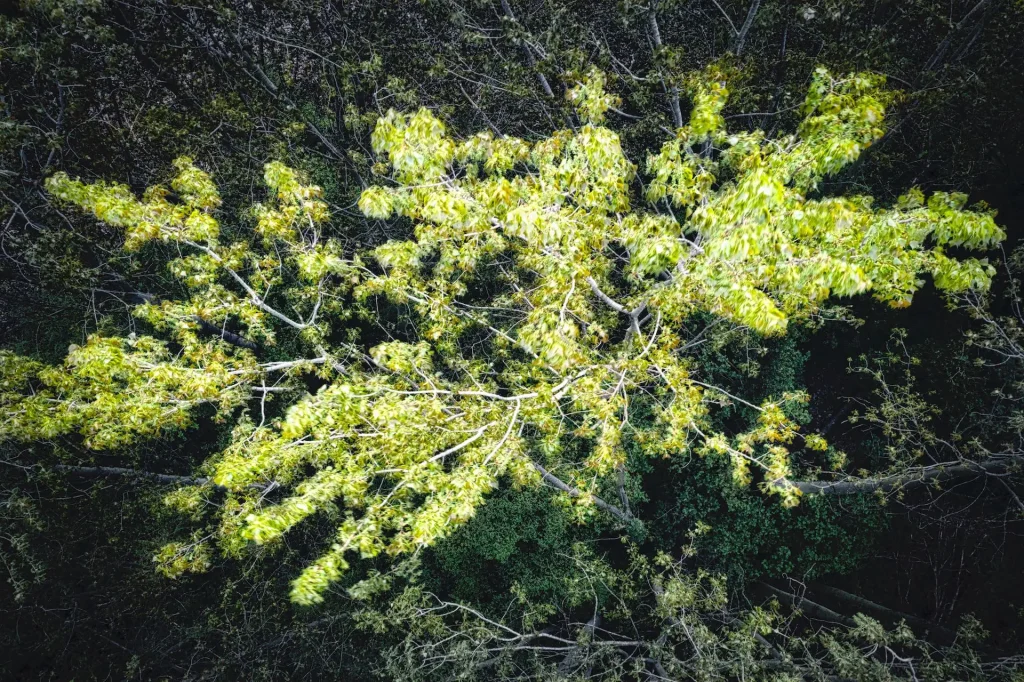 Poplar tree in the wind