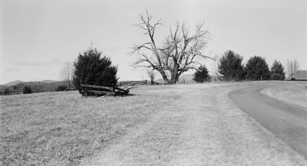A black-and-white photo of a tree