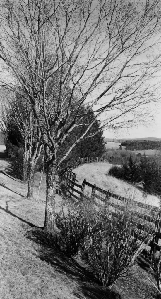 A black-and-white photo of a tree