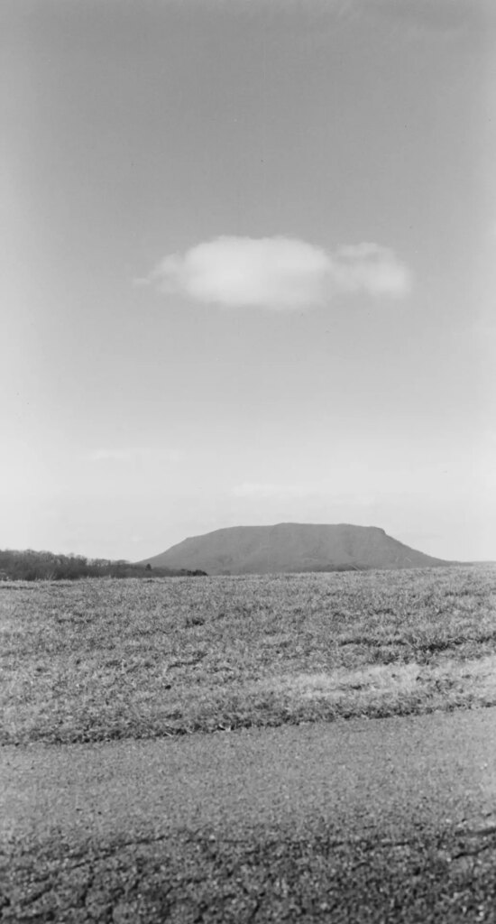 A black-and-white photo of a tree