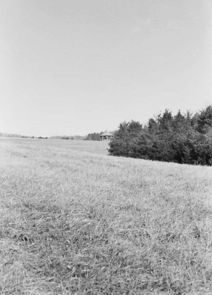 A black-and-white photo of a tree