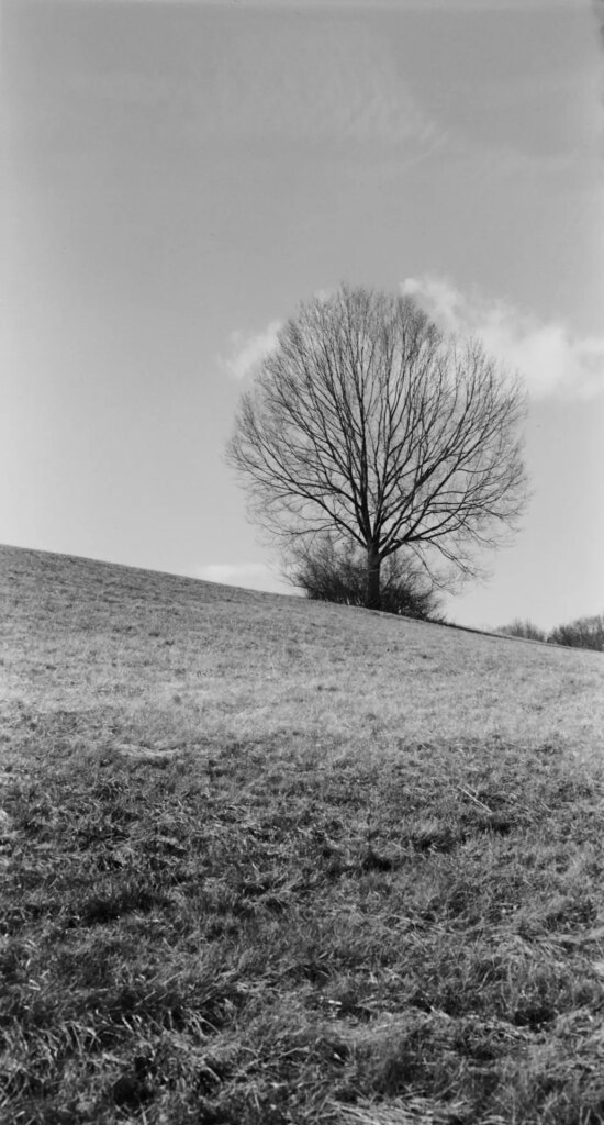 A black-and-white photo of a tree