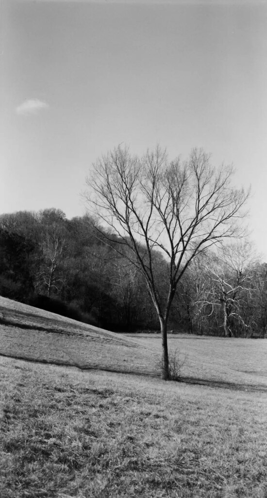 A black-and-white photo of a tree