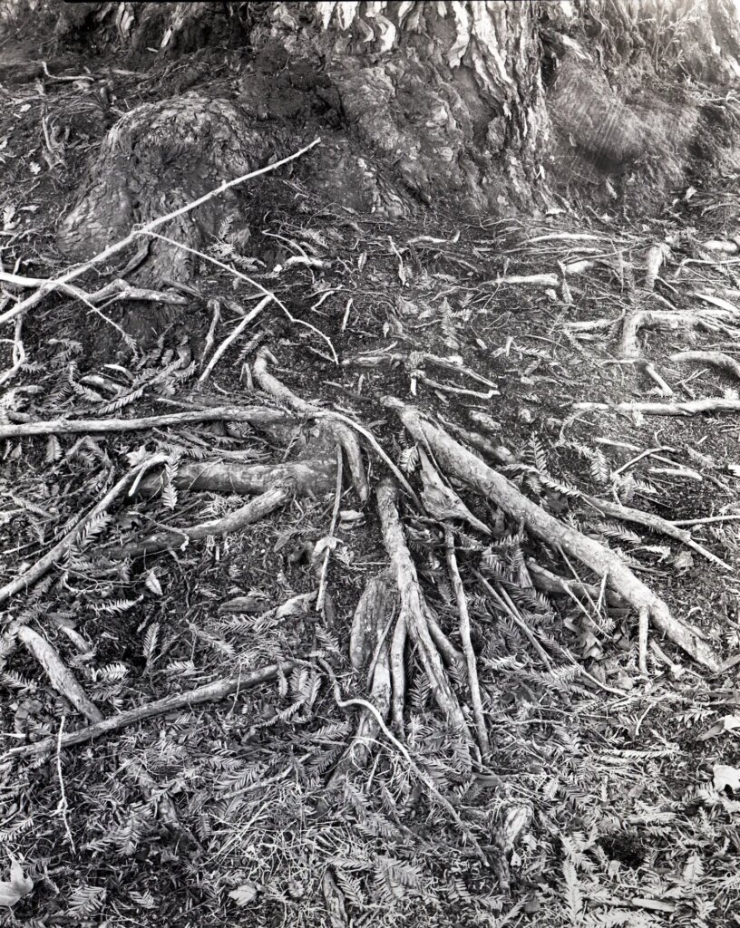 Tree roots with light flare