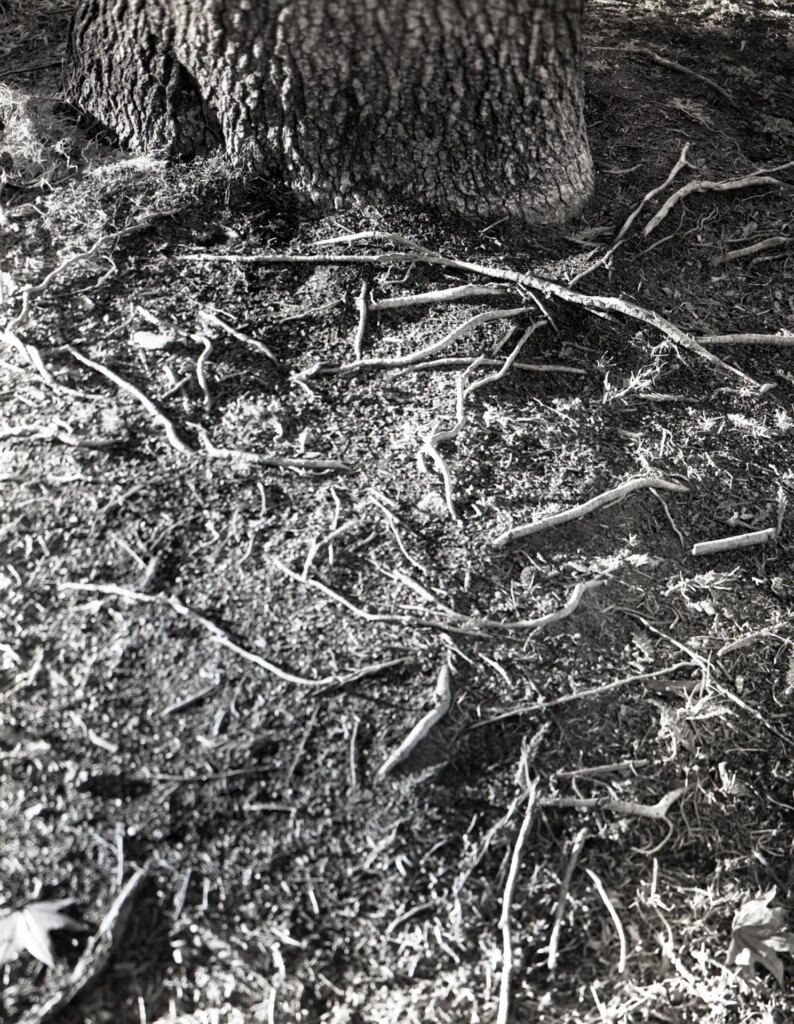 Tree Roots, Side lighting