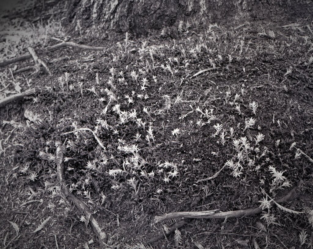 Tree base with small shoots