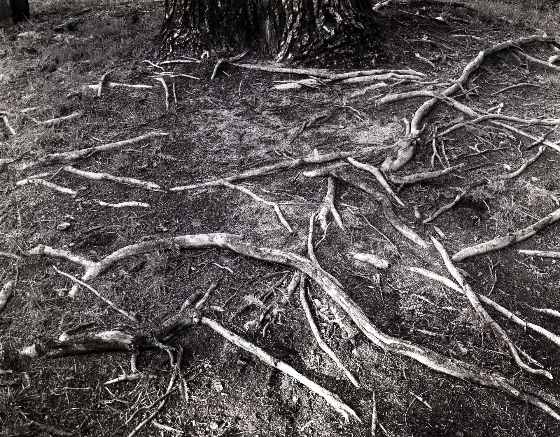 Tree Roots, Indirect lighting