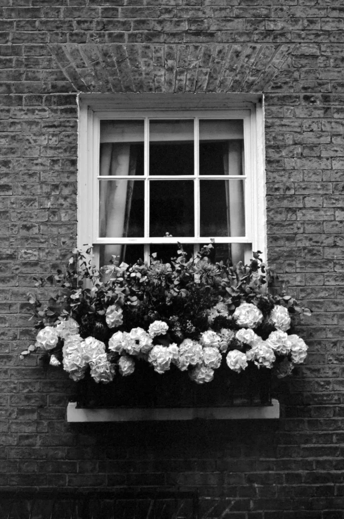 Flowers in Portugal Place, Cambridge.