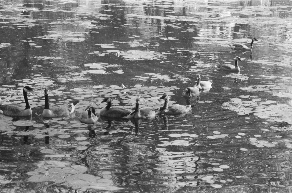 Geese in a pond
