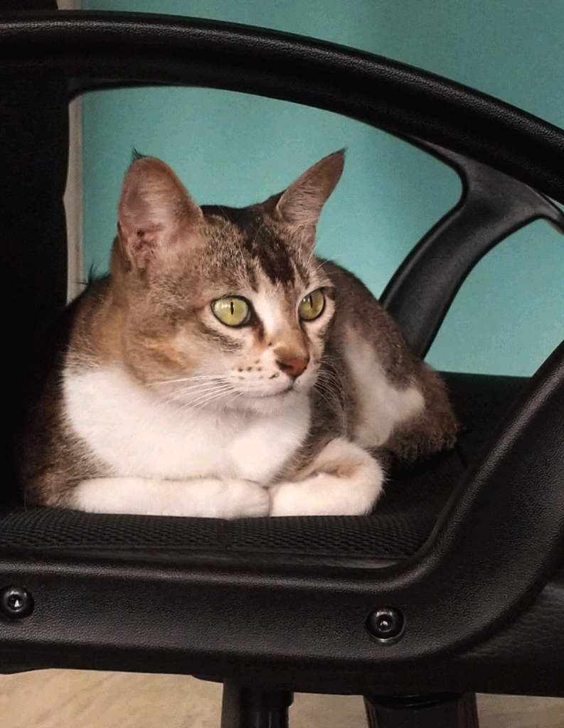 stereoscopic wigglegram of cat sitting in chair