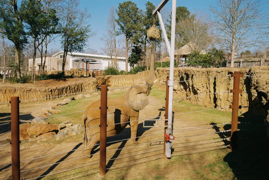 A pregnant elephant lifting her trunk in the air