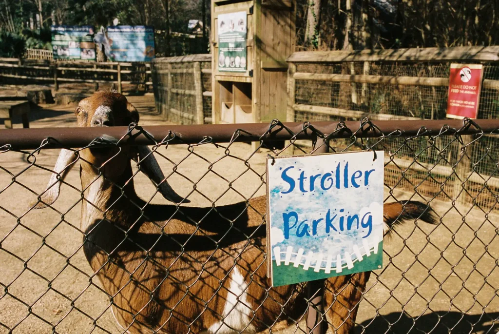 A goat behind a gate with a sign that says stroller parking