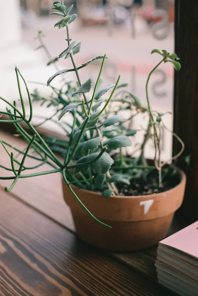 A small plant near a coffeeshop window