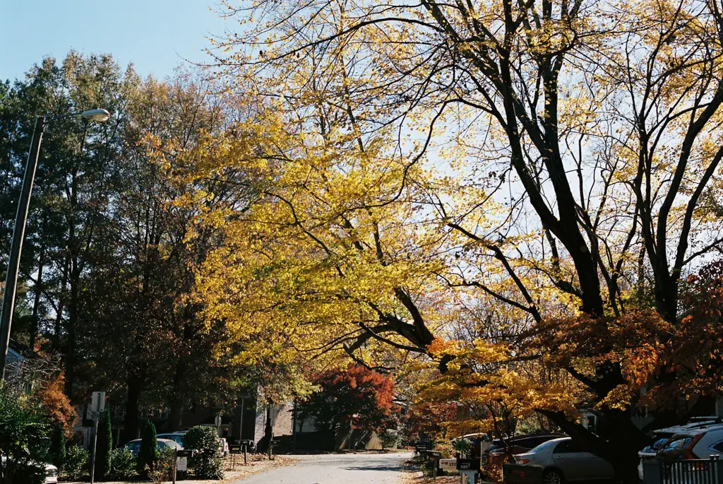 fall foliage in a small neighborhood