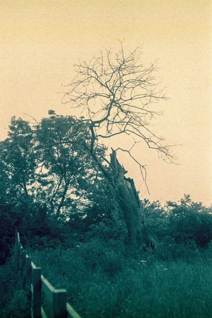 Dead Tree - Kodak Retinette IIA