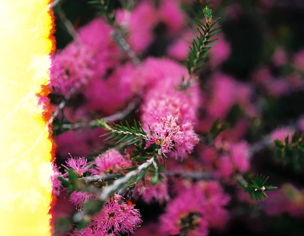 Pink flowers