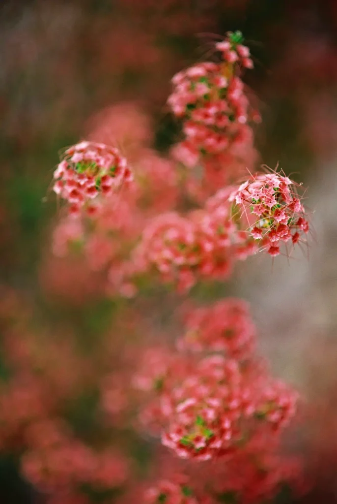 Red Flowers