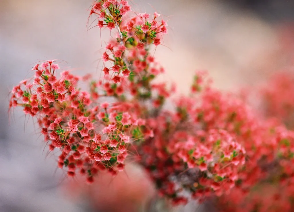 Red Flowers