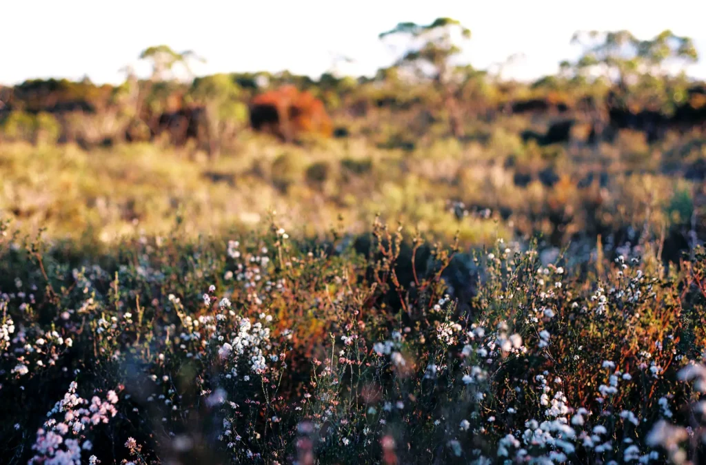 Little Desert Wildflowers