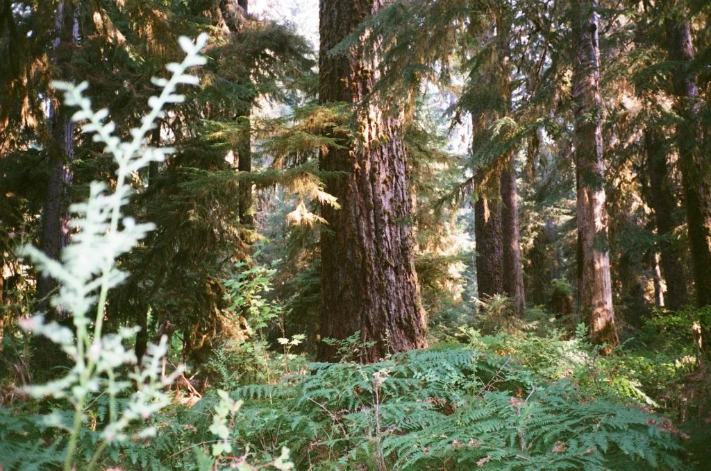 Very Big Trees in the Hoh Rainforest