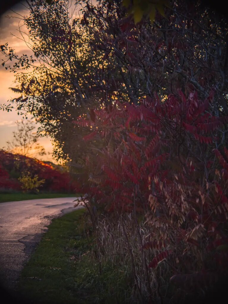 fall foliage