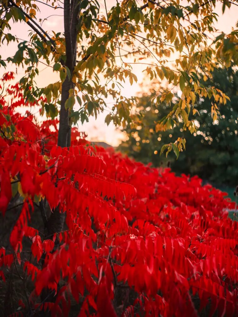 red leaves