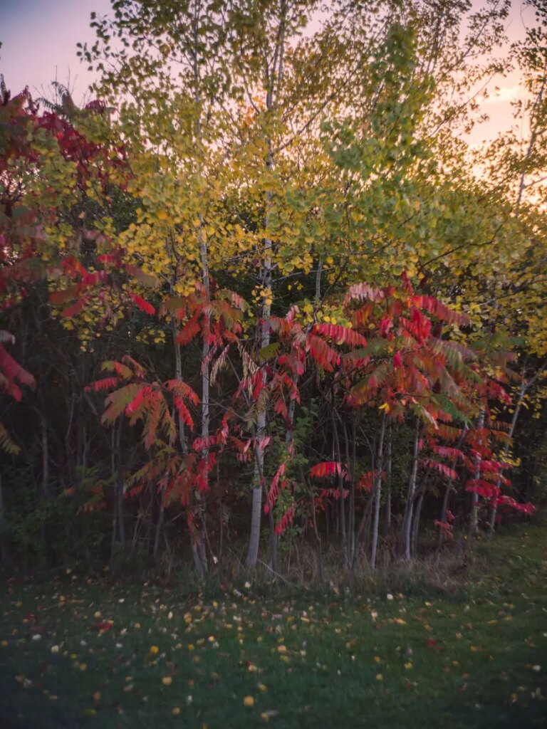 fall foliage 