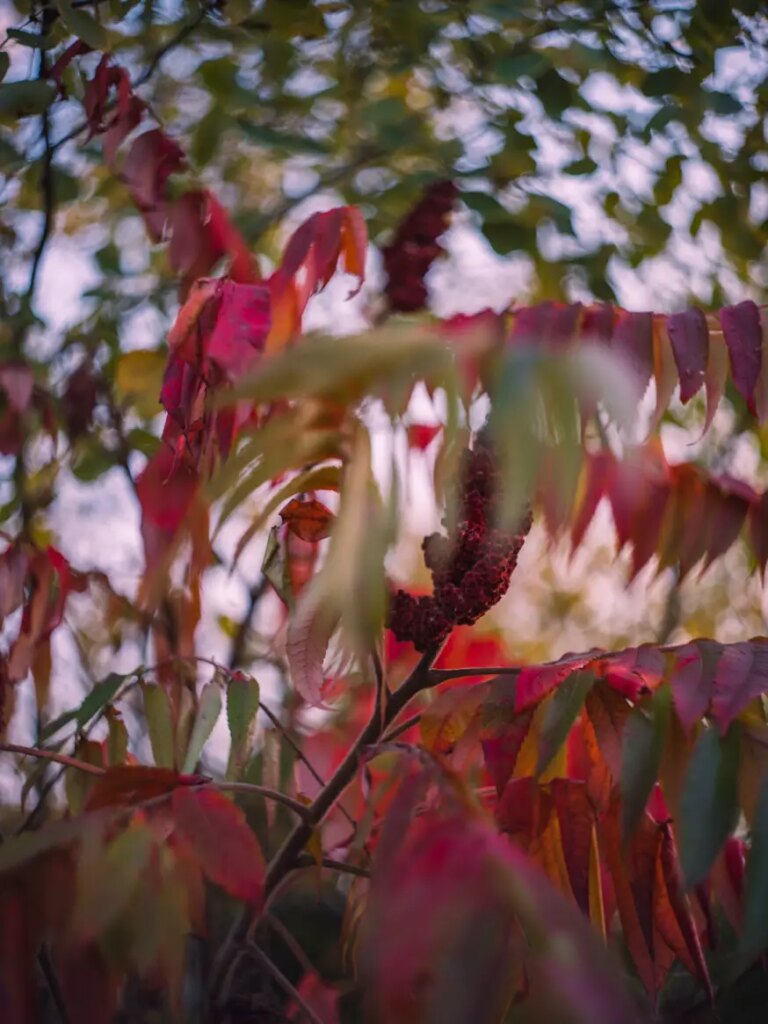 closeup of tree flowers