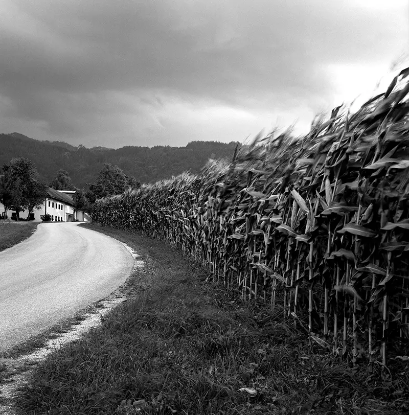 Storm brewing over cornfield