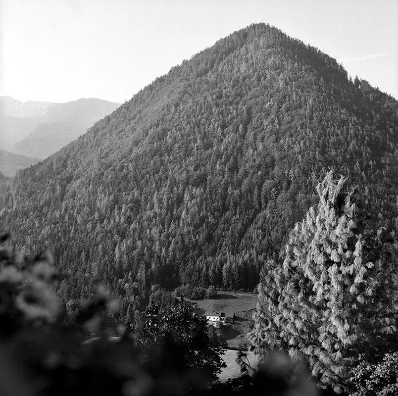 mountain of trees in austria