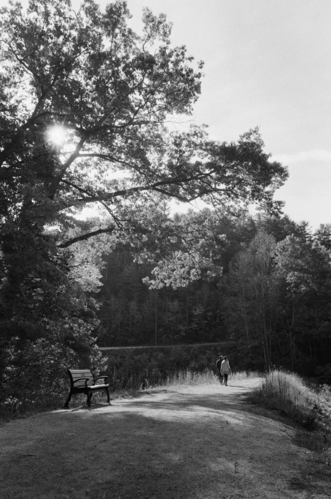 image of walking path through nature taken on double x film