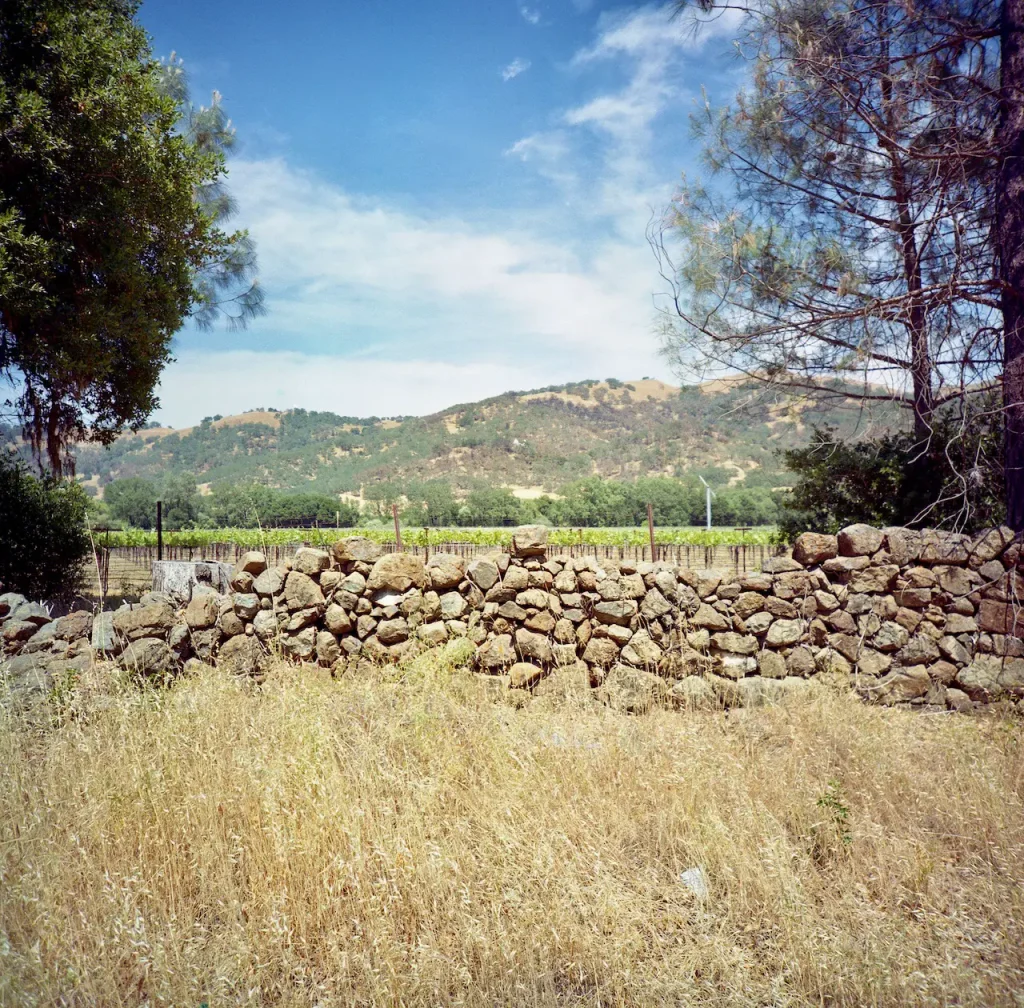 Stone Wall and Vineyard