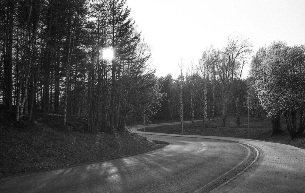 Winding road sun through trees 