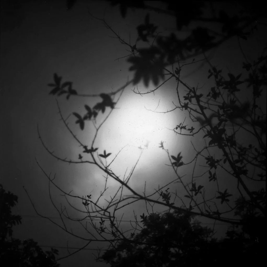Moonlight through guava tree