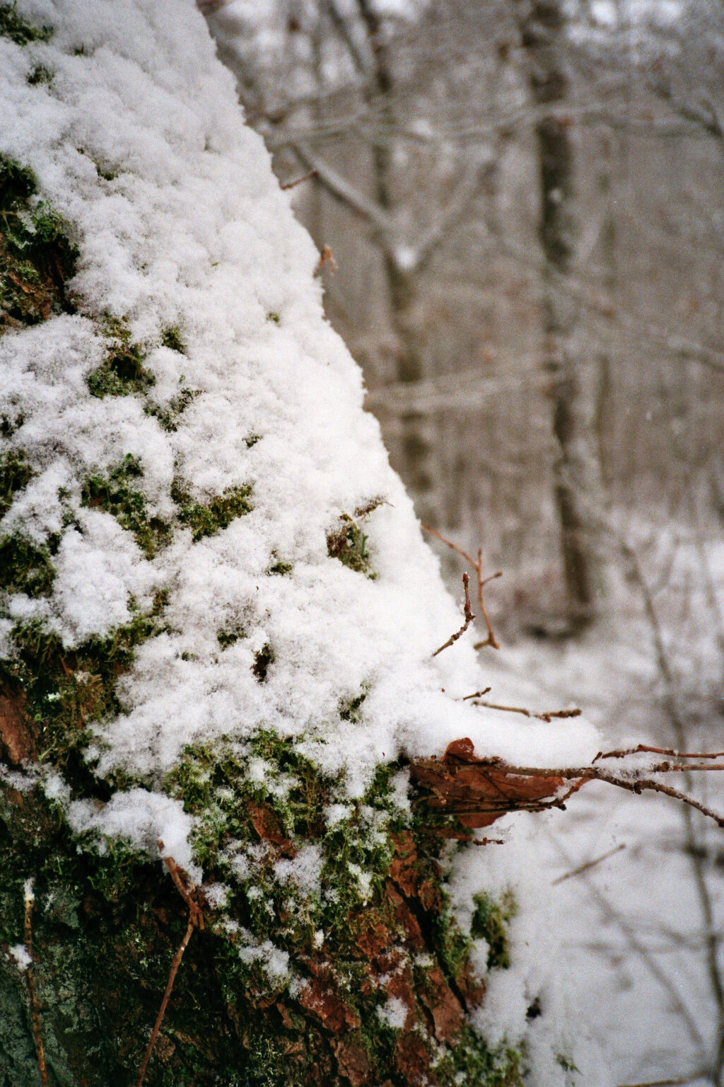 Snow close up