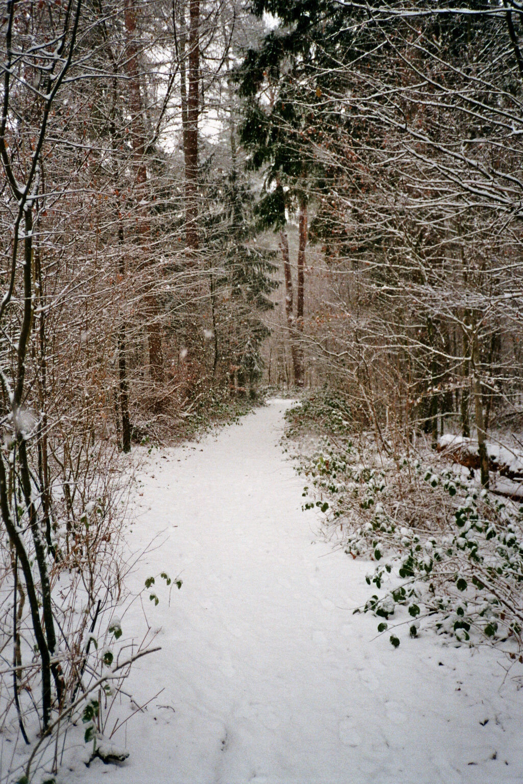 Forest path