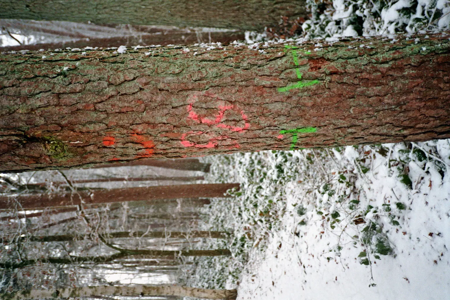 Treetrunk in snow