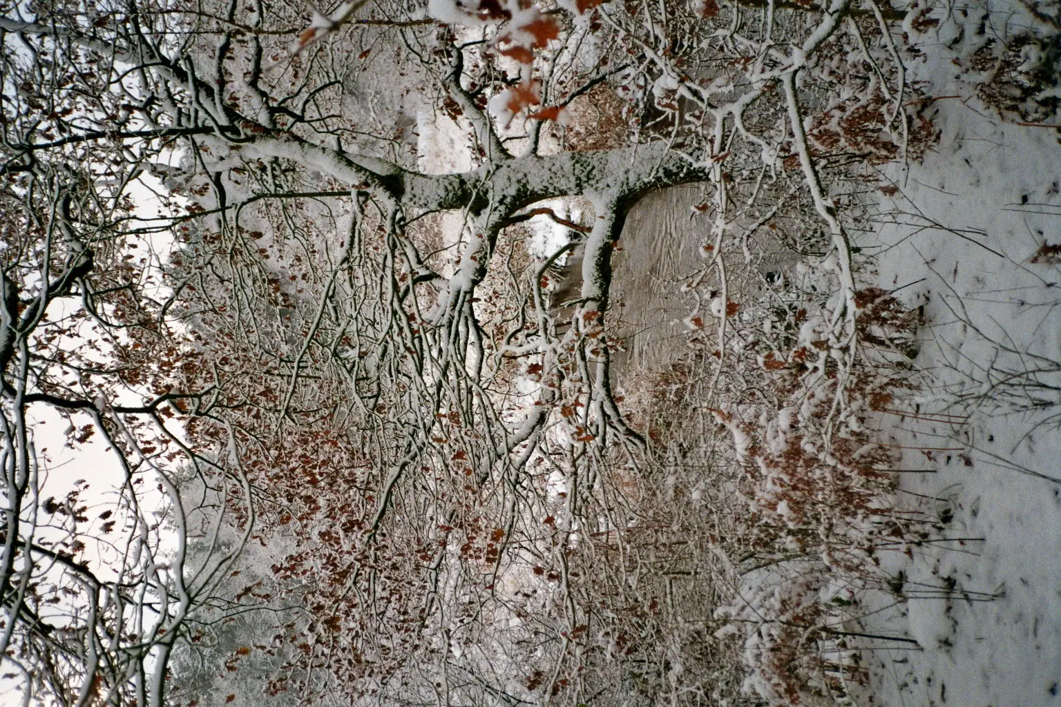 Tree by the river