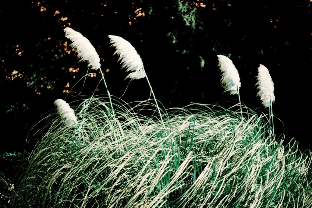 Bute Park plants photographed on the Canon Rebel K2 and LomoChrome Turquoise