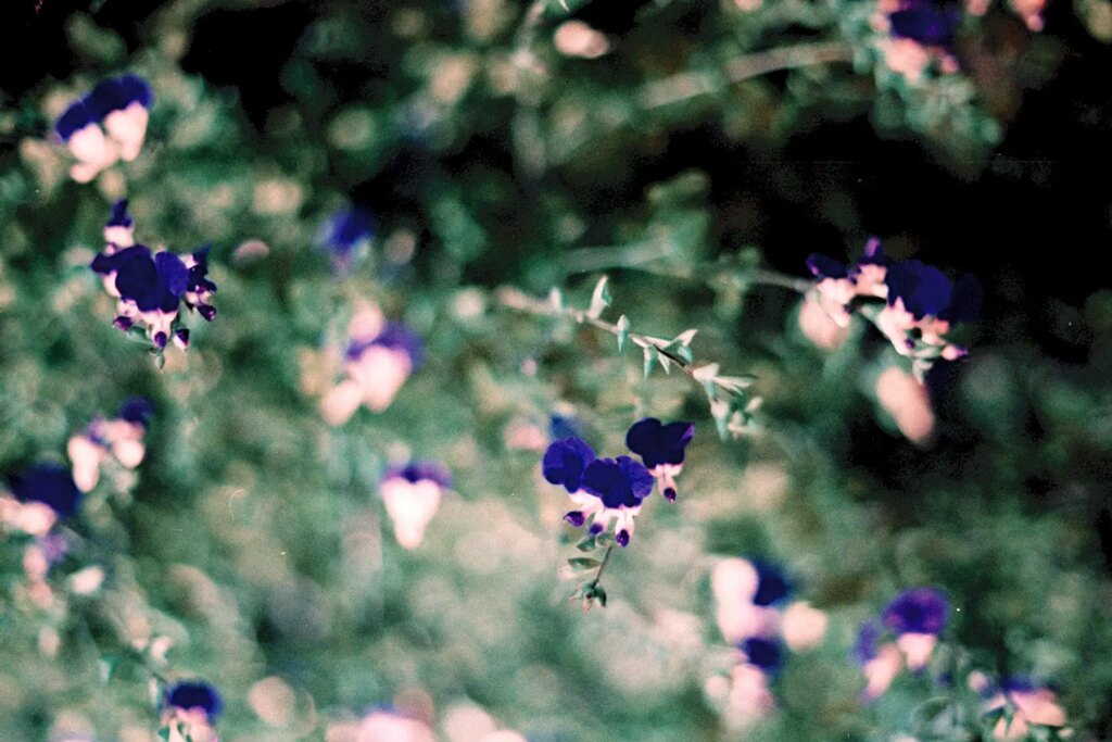 red flowers on lomography turquoise