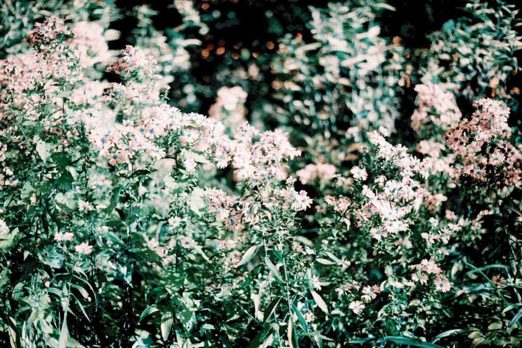 Bute Park plants photographed on the Canon Rebel K2 and LomoChrome Turquoise